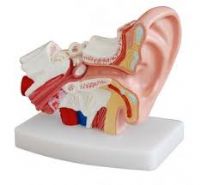 مولاژ گوش داخلی