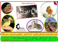 فروش  مجموعه محصولات طيور در ايران